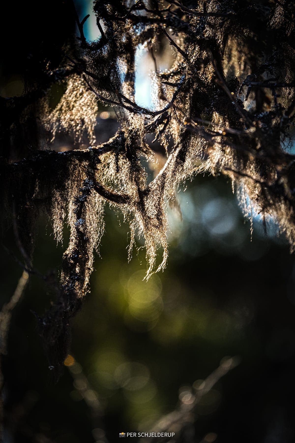 Beard lichen hanging from a branch, backlit, against dark forest.