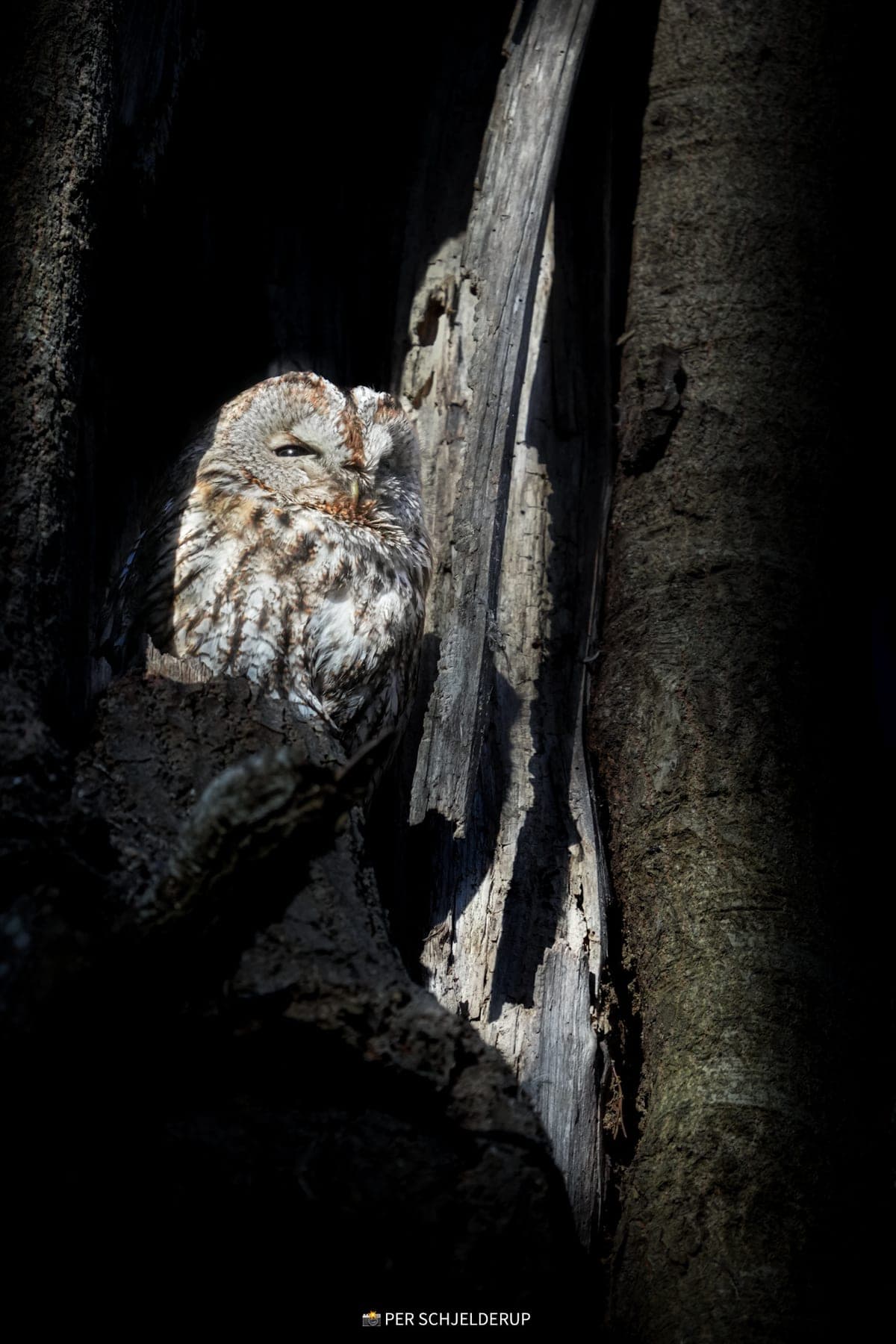 A tawny owl resting in the hollow of a tree, half in shadow.